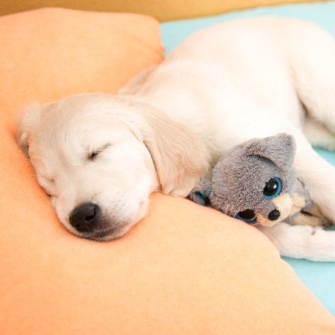 Five Benefits of Getting a Puppy