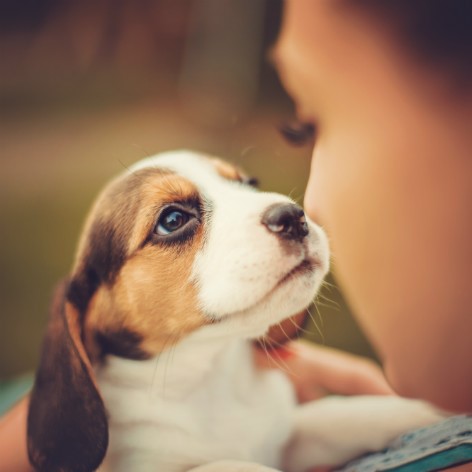 Socialising your New Puppy
