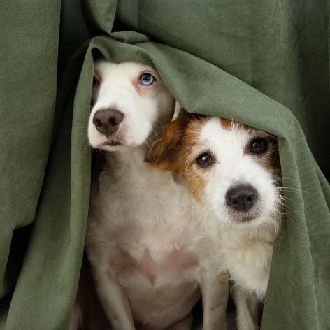 Ear Canker in Dogs
