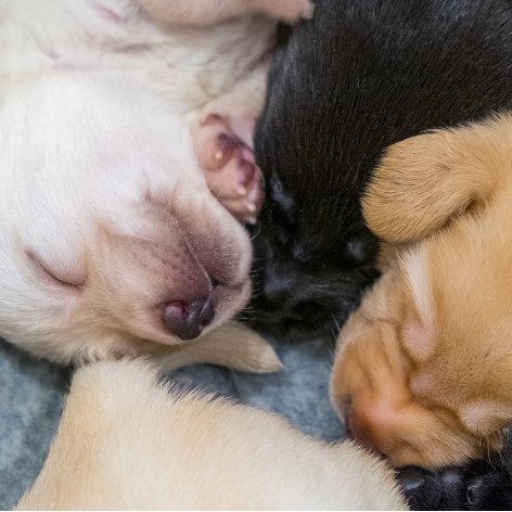 Five Benefits of Getting a Puppy