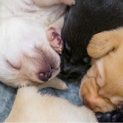 Puppy Sleep Training