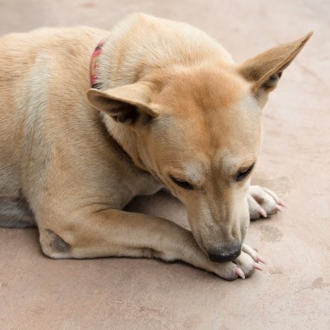 Dog Crates and Dog Pens - When to Use Them