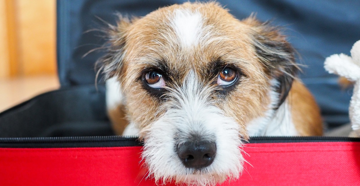 How to Overcome the Challenges of Owning a Dog