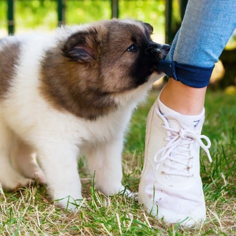 Five Benefits of Getting a Puppy
