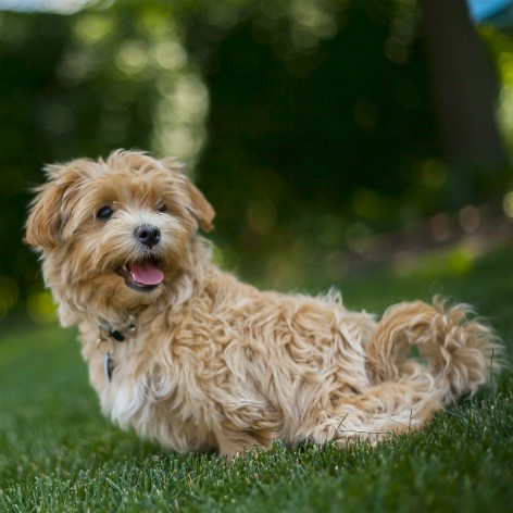 Poo Happens. Dog Poo That Is