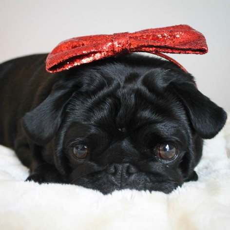 Puppy Sleep Training