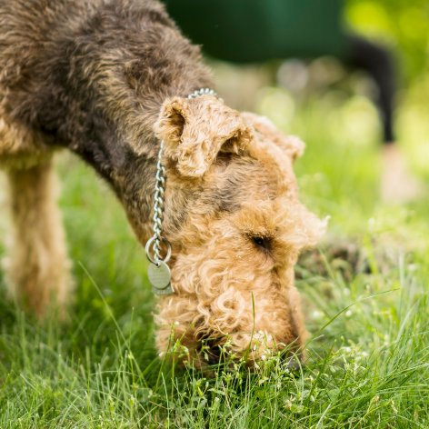 How to Stop your Puppy from Chewing
