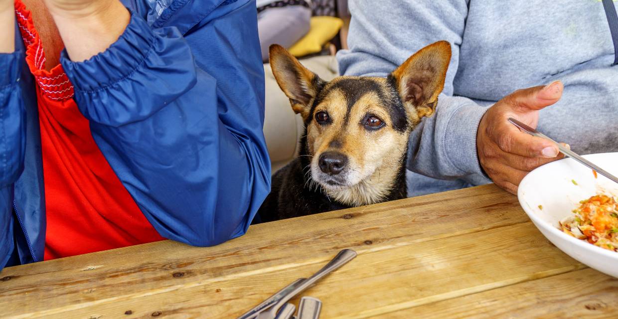 Are table scraps shop bad for dogs