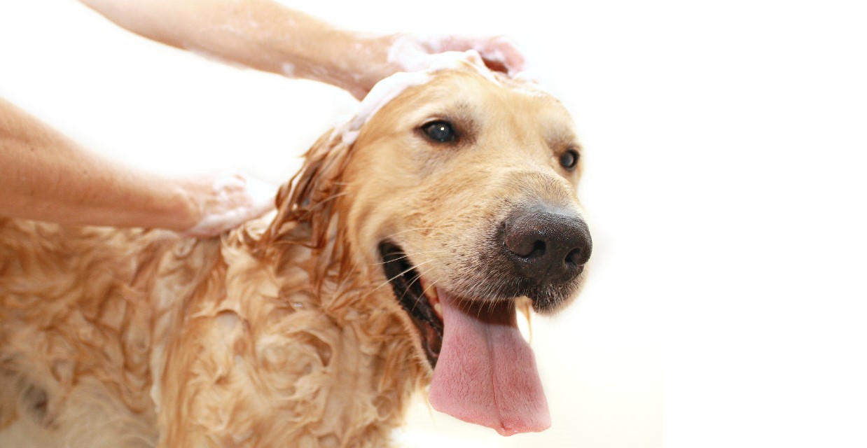 Keeping a Clean Home with a Messy Dog