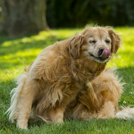 Dog Breed Temperaments