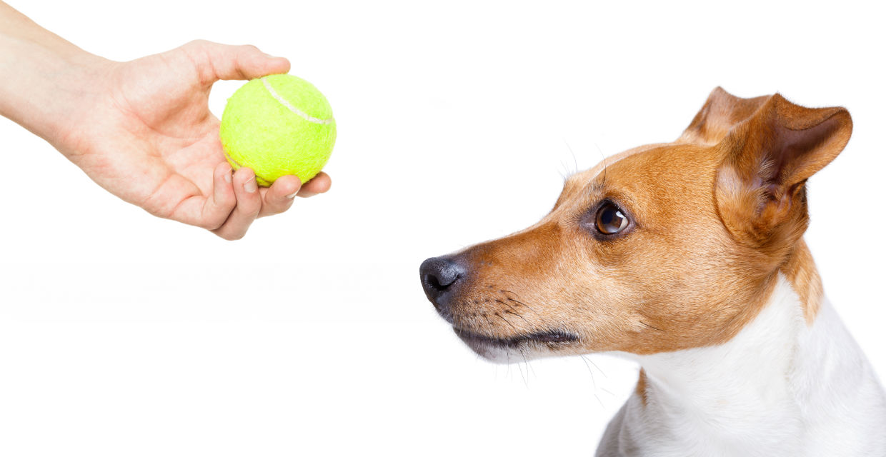 Benefits of the Different Types of Dog Toys