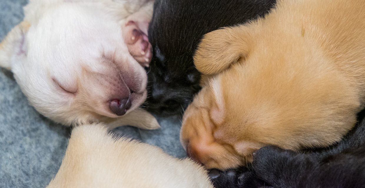 When do puppies open their eyes?