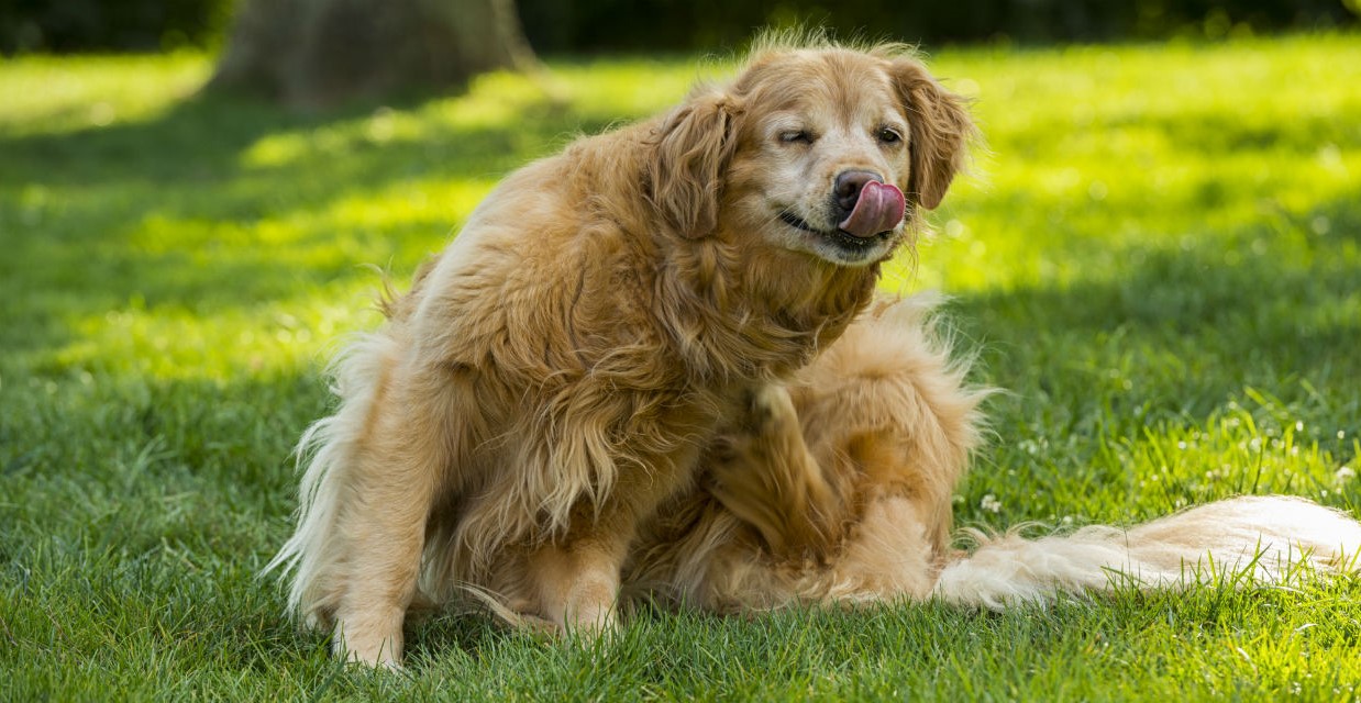 Signs of Common Parasites on your Pets