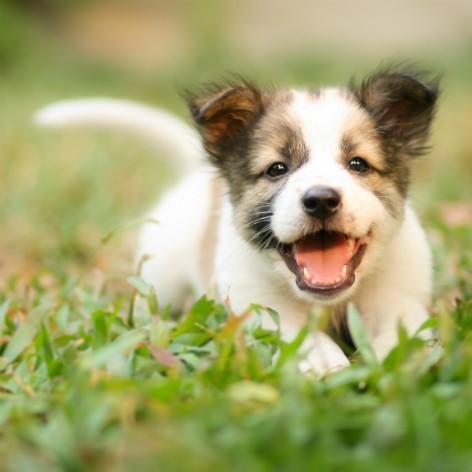 Keeping a Clean Home with a Messy Dog