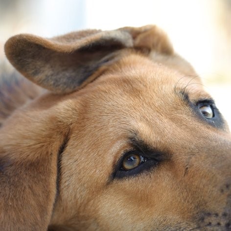 Tips for Bringing Home a Rescue or Foster Dog