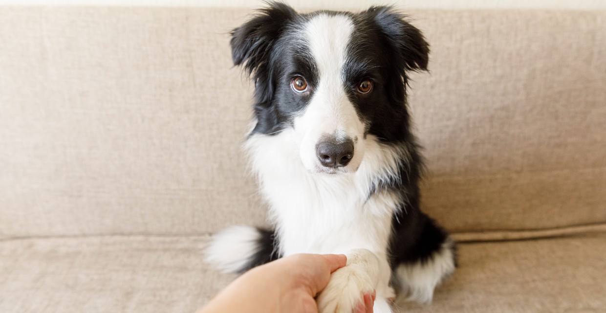 First Month with a New Puppy