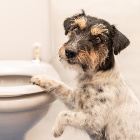 Five Benefits of Getting a Puppy