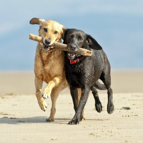 First Week with a New Puppy