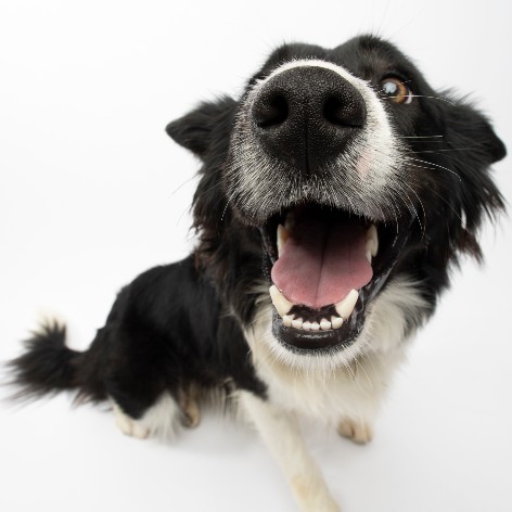 Throwing the Perfect Pooch Party