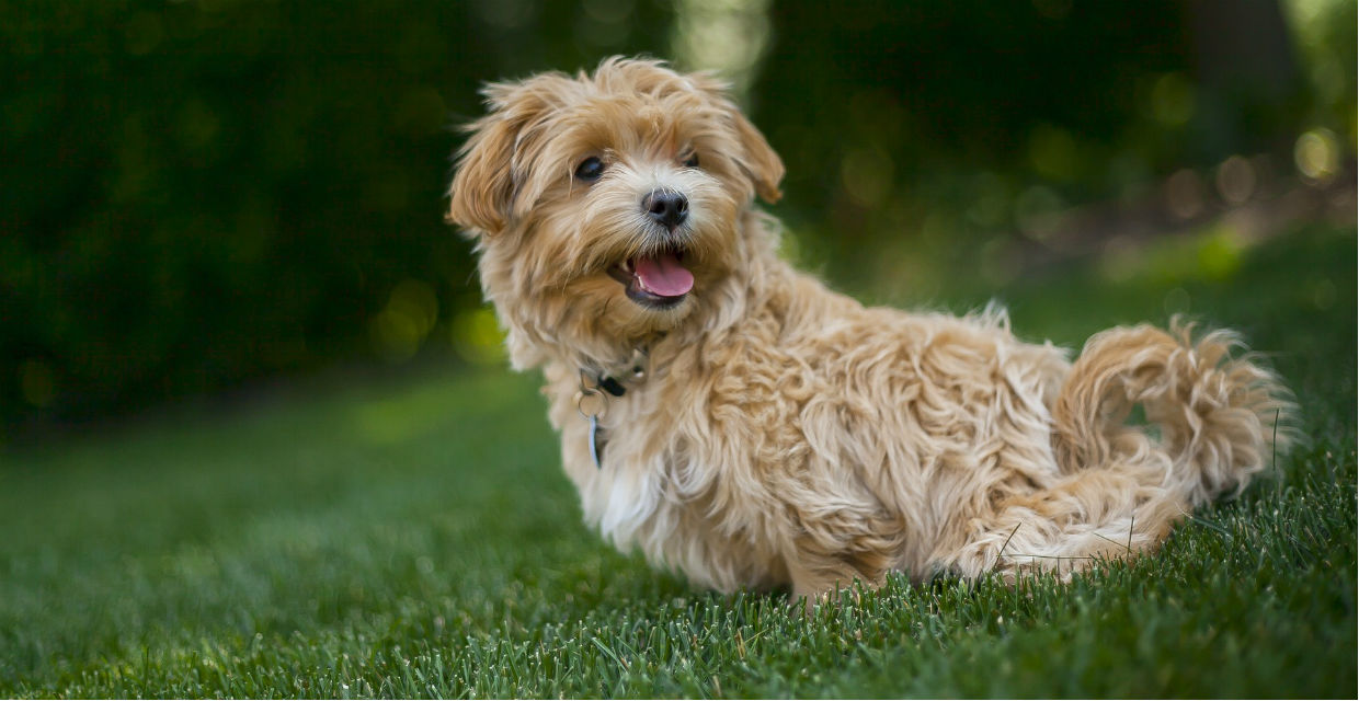 Healthy Dog Treats - What To Look For