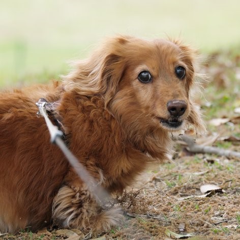 Rawhide for Dogs