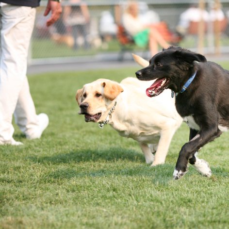 Keeping your Dog Entertained while Away