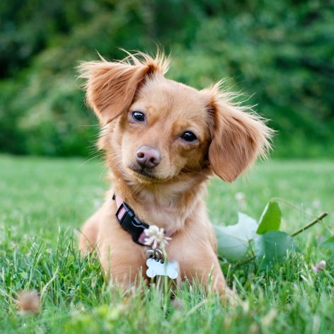 Five Benefits of Getting a Puppy