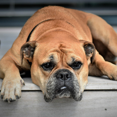 What Puppy Dog Eyes from my Dog Mean