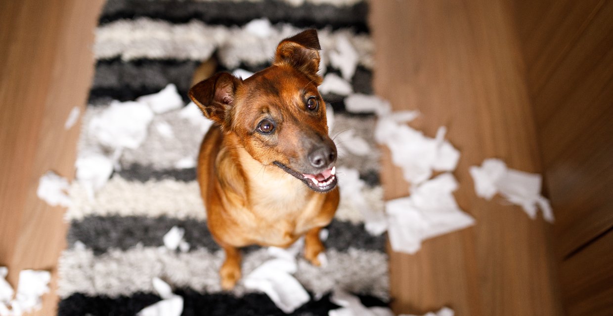 Keeping your Dog Entertained while Away