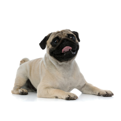 Your Dog's Personality Type - Are You Looking After Them?