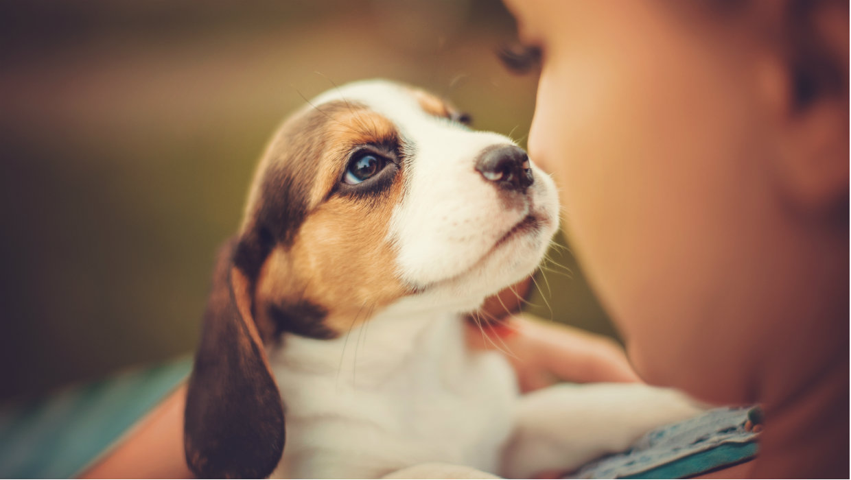 5 Things to Consider before Getting a Puppy