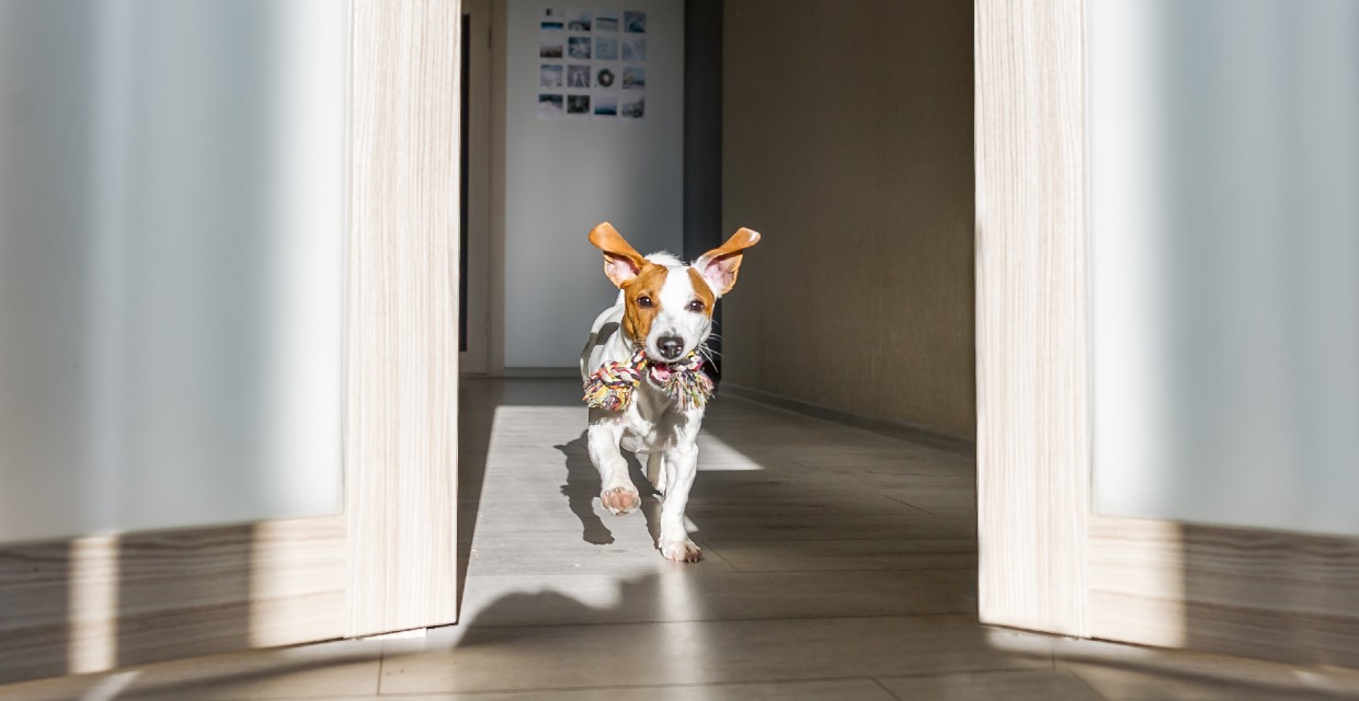 Is my dog an Introvert or Extrovert