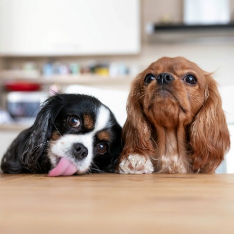 Your Dog's Personality Type - Are You Looking After Them?