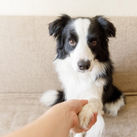 First Month with a New Puppy