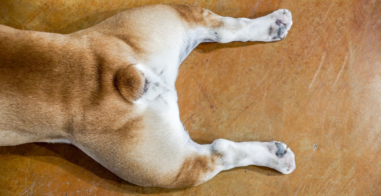 Dog Anal Gland Issues