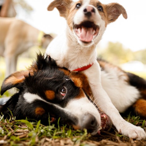 Tips for Bringing Home a Rescue or Foster Dog