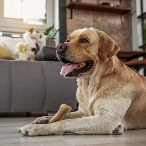 Keeping a Clean Home with a Messy Dog