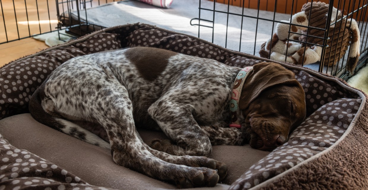 First Night with a New Puppy