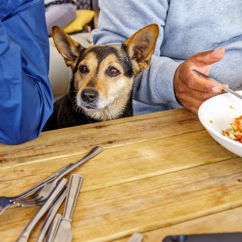 What Puppy Dog Eyes from my Dog Mean