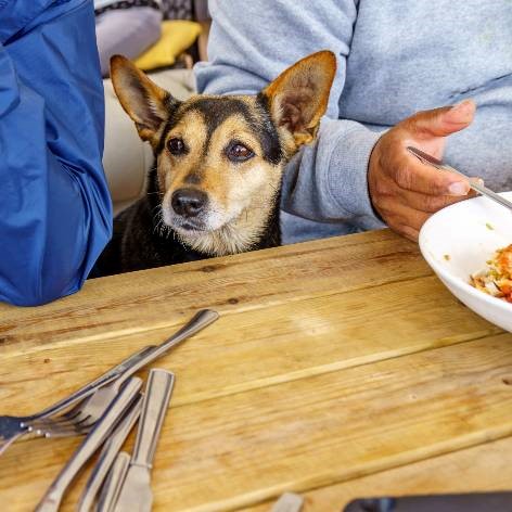 Is it safe to feed my dog table scraps?