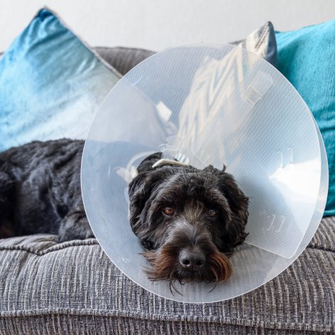 Moving Home with a Pet