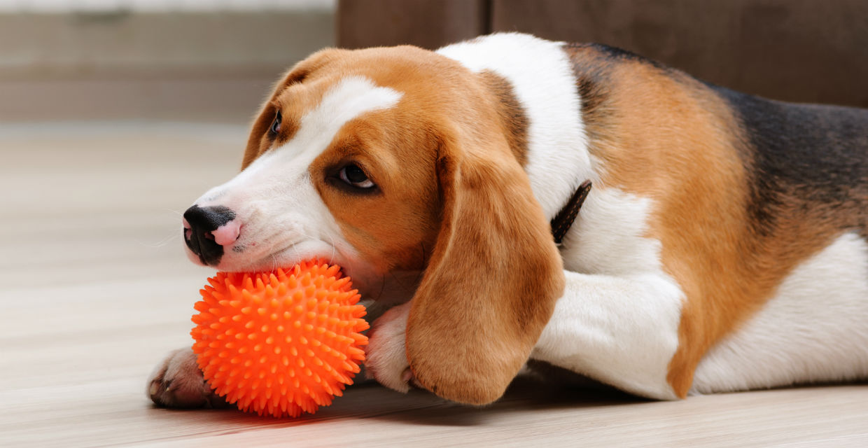 Benefits of Toys for New Puppies
