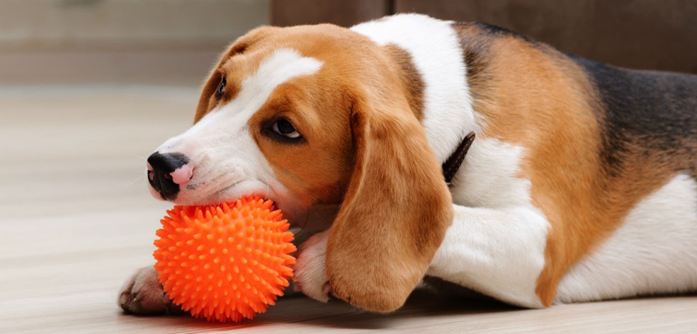Benefits of Toys for New Puppies