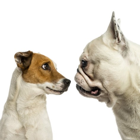 Bad Dog Breath and How to Fix It