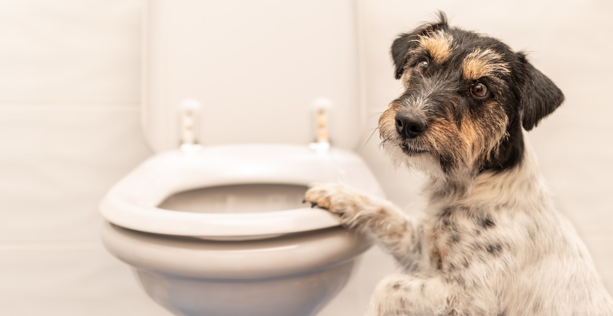 Poo Happens. Dog Poo That Is