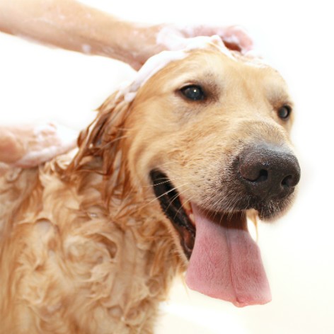 Keeping a Clean Home with a Messy Dog