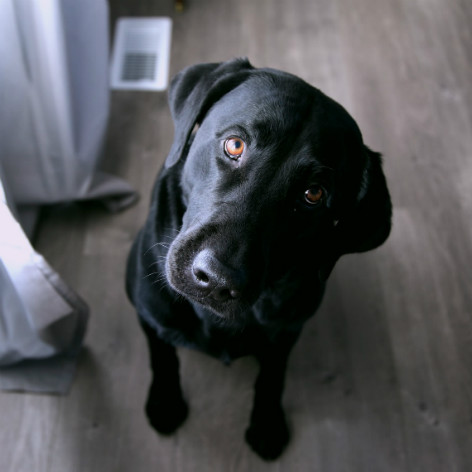 Entertaining your Dog in your Home