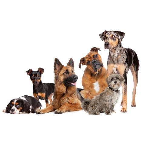 Dog Breed Temperaments