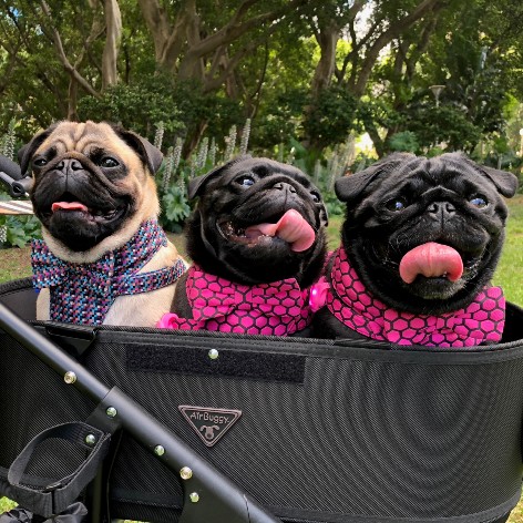 How To Keep Your Dog Entertained While at Work