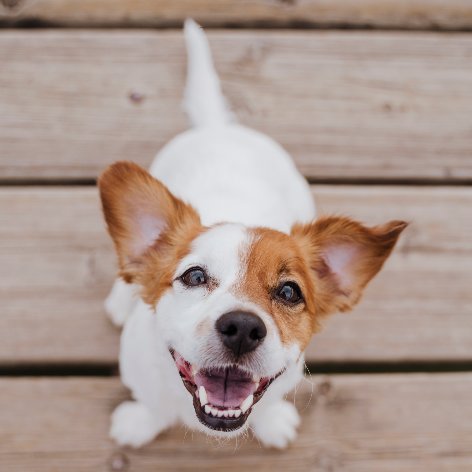 Is it safe to feed my dog table scraps?